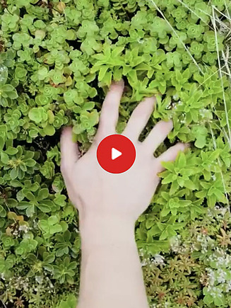 Preview image of a video: a hand touches plants