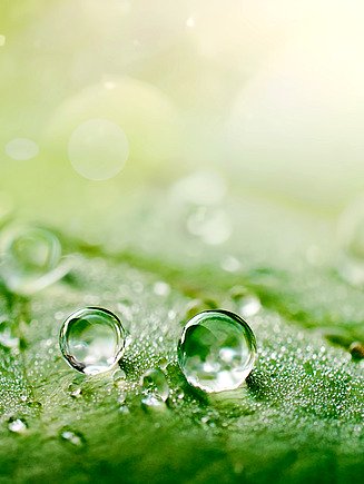 Tautropfen auf einem grünen Blatt