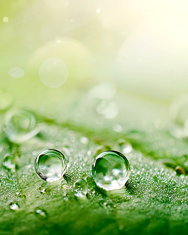 Tautropfen auf einem grünen Blatt