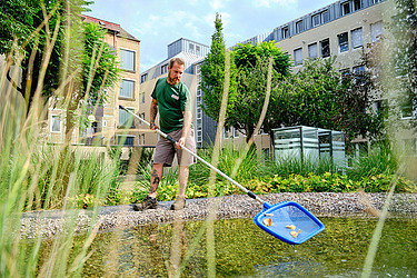 Picture of a pond cleaning with a landing net