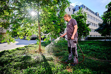 Bild mit einem Mann der einen Baum gießt