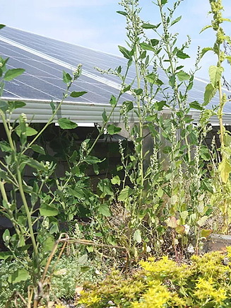 Image of a green roof with various plant species in the foreground and a photovoltaic system in the background.