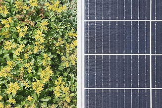 Nahaufnahme von Dachbegrünung mit gelben Blumen neben einer Photovoltaik-Fläche