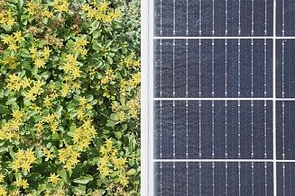 Detailní záběr zelené střechy se žlutými květy vedle fotovoltaické plochy