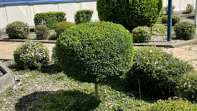 Bild von einem getrimmten Baum sowie Büschen